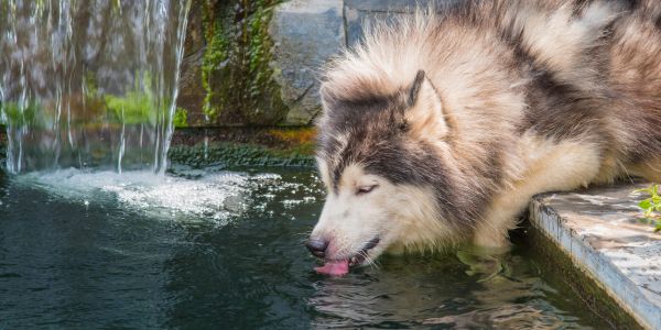 Dog Safety in Ponds Rivers Lakes and the Ocean Preventive Vet